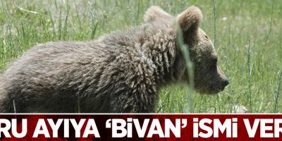 Yavru ayıya ‘Bivan’ ismi verildi