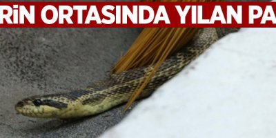 Şehrin ortasında yılan paniği