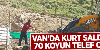 Van'da kurt saldırısı, 70 koyun telef oldu