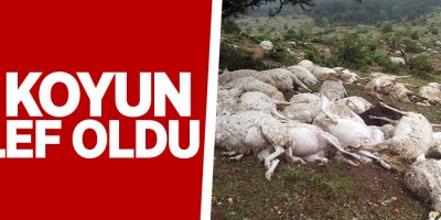 Yıldırım düştü, 73 koyun telef oldu