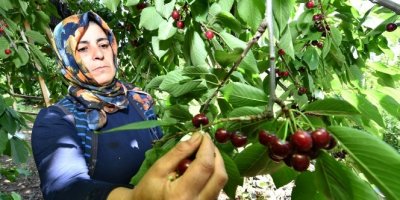 Kiraz üreticisine erken uyarı geldi, rekolte arttı