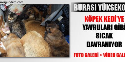 Buda Kedi Köpek Ailesi