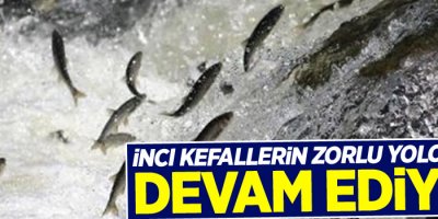 İnci kefallerin zorlu yolculuğu devam ediyor