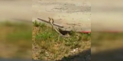 Okul bahçesinde zehirli yılan alarmı