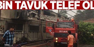 17 bin tavuk telef oldu