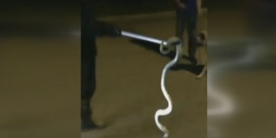 Otomobilde yılan paniği!