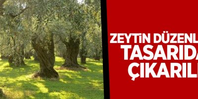 Zeytin düzenlemesi tasarıdan çıkarıldı