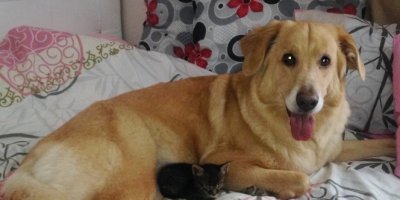 Köpek yavru kediyi emzirdi, annelik yaptı