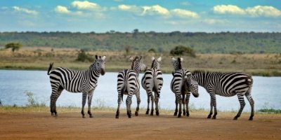 Afrika’da vahşi yaşam