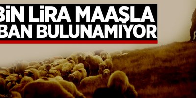 4 bin lira maaşla çoban bulunamıyor