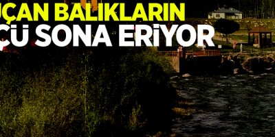 Uçan balıkların göçü sona eriyor