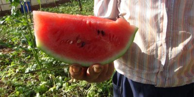 Karpuzun faydaları ve zararları nelerdir?