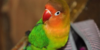 Bu papağan görenleri şaşkına çeviriyor