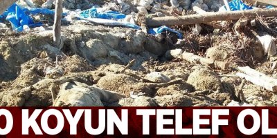 470 koyun telef oldu