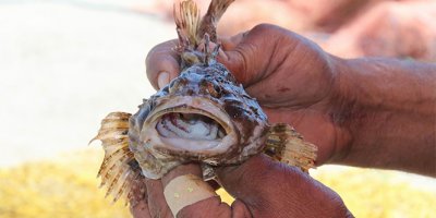 Dışı zehirli, tadı lezzetli balık