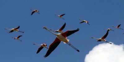 Flamingoların yeni adresi Tuz Gölü