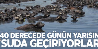 40 derecede günün yarısını suda geçiriyorlar