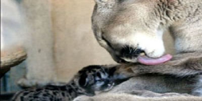 Hayvanat bahçesinde yavru puma sevinci