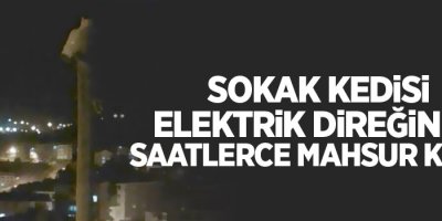 Sokak kedisi elektrik direğinde saatlerce mahsur kaldı