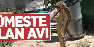 Kümeste yılan avı