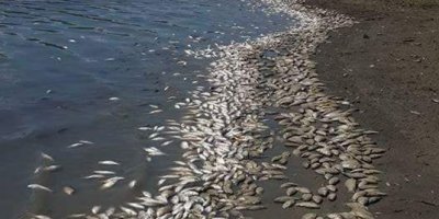 Binlerce ölü balık karaya vurdu!