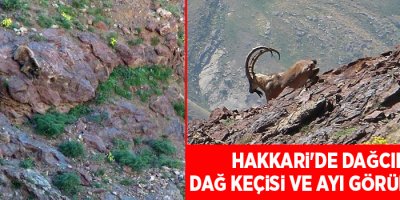 Hakkari'de Dağcılar Dağ Keçisi ve Ayı Görüntüledi