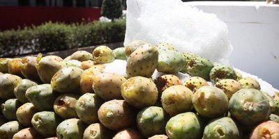 Yazın devası dikenli incir sezonu açıldı