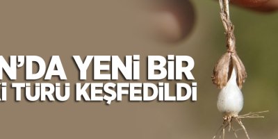 Van’da yeni bir bitki türü keşfedildi