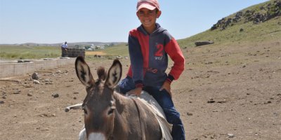 Arkadaşları tatil yaparken o koyun otlatıyor