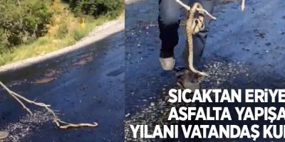 Sıcaktan eriyen asfalta yapışan yılanı vatandaş kurtardı