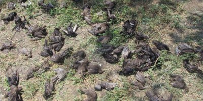 Bursa'da dolu yüzlerce kuşu telef etti