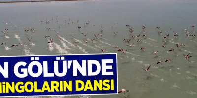 Van Gölü'nde flamingoların dansı