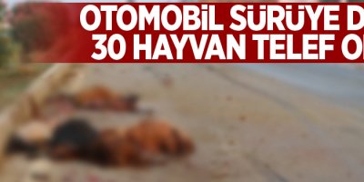 Otomobil sürüye daldı: 30 hayvan telef oldu