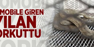 Otomobile giren yılan korkuttu