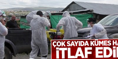 Kuş gribi şüphesi, çok sayıda kümes hayvanı itlaf edildi