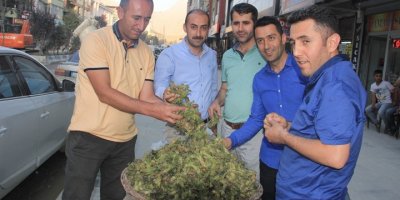Hakkari’de ‘yeşil fındık’ satışı