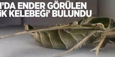 Van’da ender görülen ‘Mekik Kelebeği’ bulundu