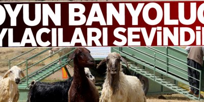 Koyun banyoluğu yaylacıları sevindirdi