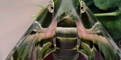 ‘Mekik kelebeği’ Van'da ilk kez kayıt altına alındı