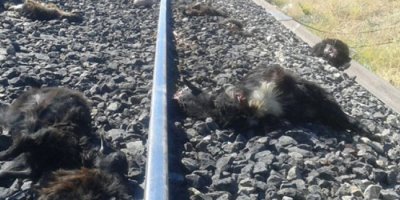 Elazığ’da trenin çarptığı 90 keçi telef oldu