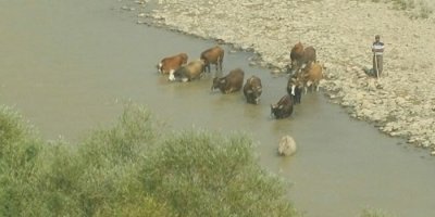 Sıcak hava hayvanları da bunalttı