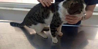 Bir kediyi daha tüfekle vurdular