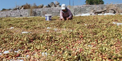 Antep’in fıstığı Manisa’dan!