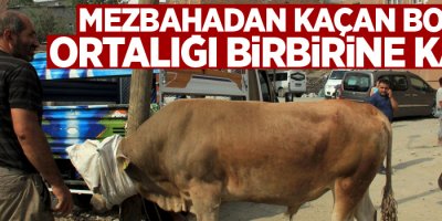 Mezbahadan kaçan boğa ortalığı birbirine kattı