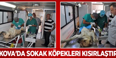 Yüksekova'da Sokak Köpekleri Kısırlaştırılıyor