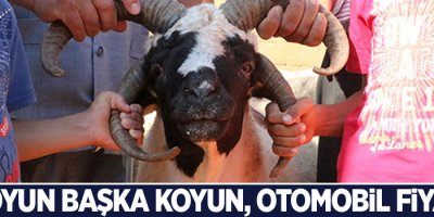 Bu koyun başka koyun, otomobil fiyatına