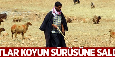 Şanlıurfa’da kurtlar koyun sürüsüne saldırdı