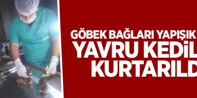 Göbek bağları yapışık olan yavru kediler kurtarıldı