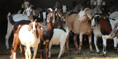 Bu keçinin eti kolesterole ve diyabete iyi geliyor