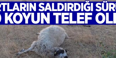 Kurtların saldırdığı sürüde 80 koyun telef oldu